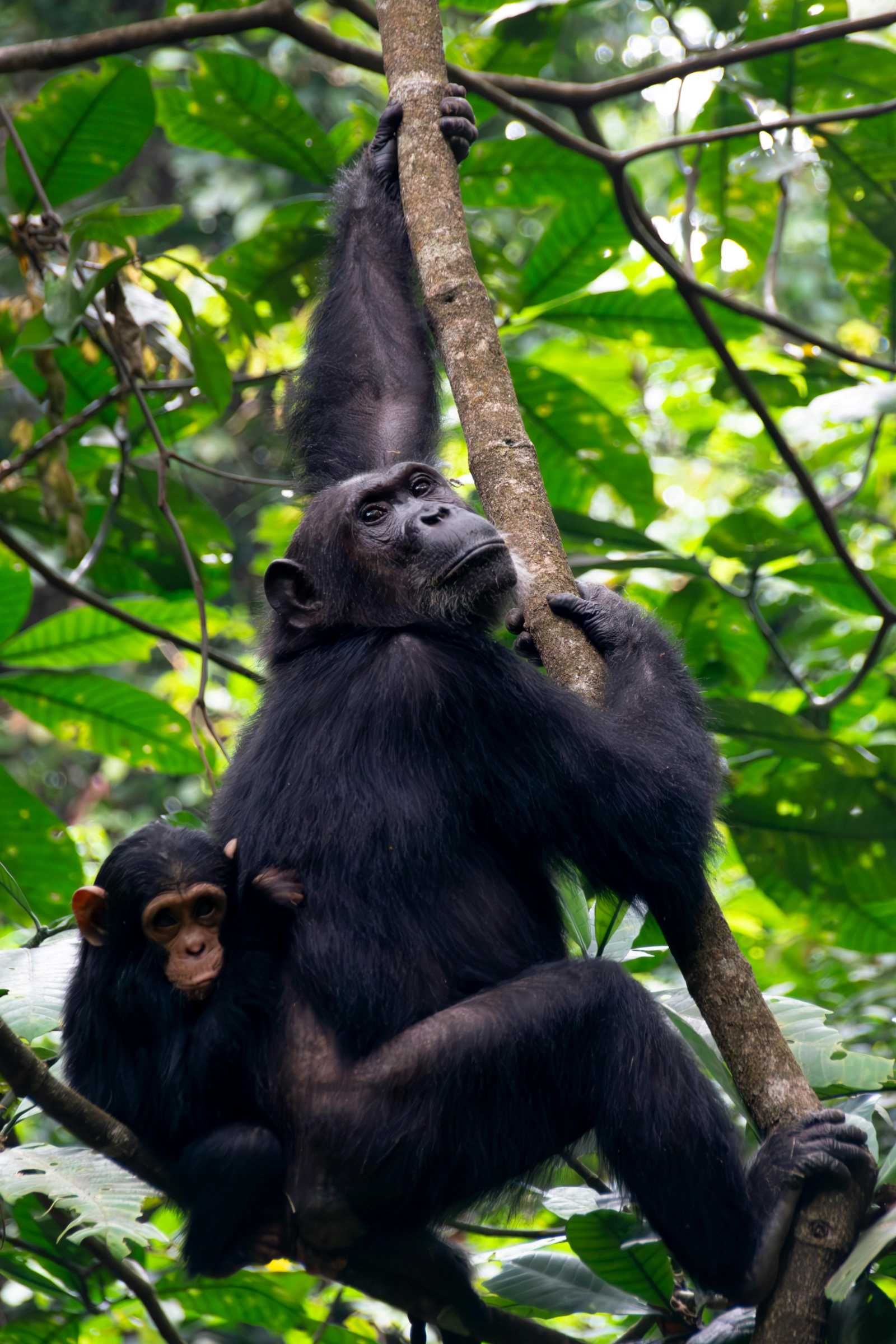 Uganda Gorilla Trekking